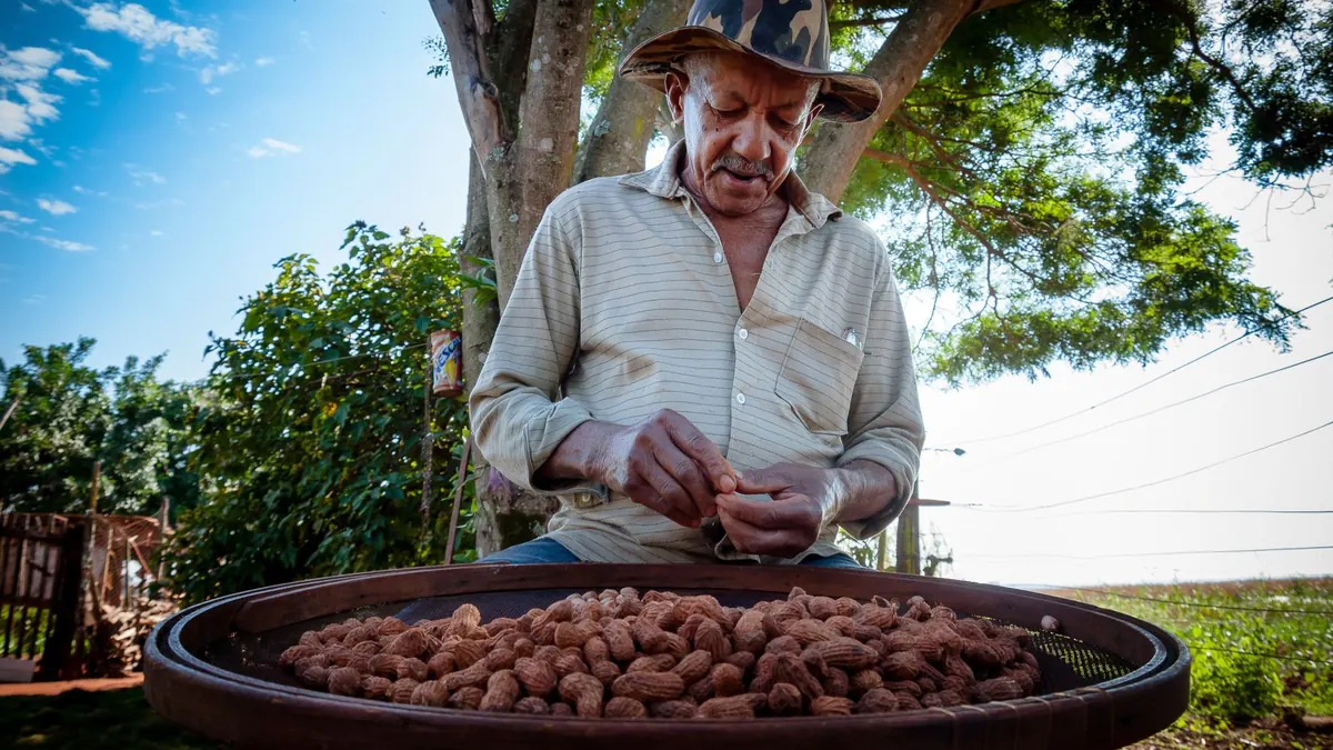 Agricultor descascando amendoim numa bacia, em Terra Roxa (PR)