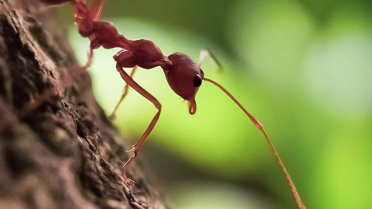 Formigas vermelhas andando num tronco de árvore