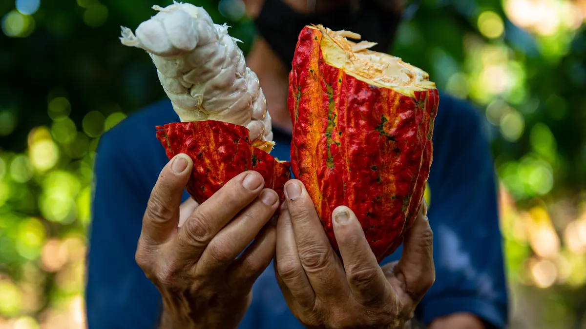 Mãos de um agricultor abrindo um fruto de cacau, com a polpa branca à mostra, numa fazenda no Brasil