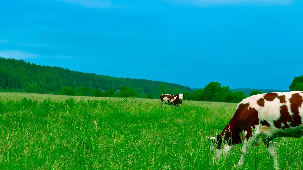 Duas vacas pastando num campo verde, com mata ao fundo